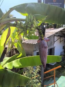 zeleni-banani